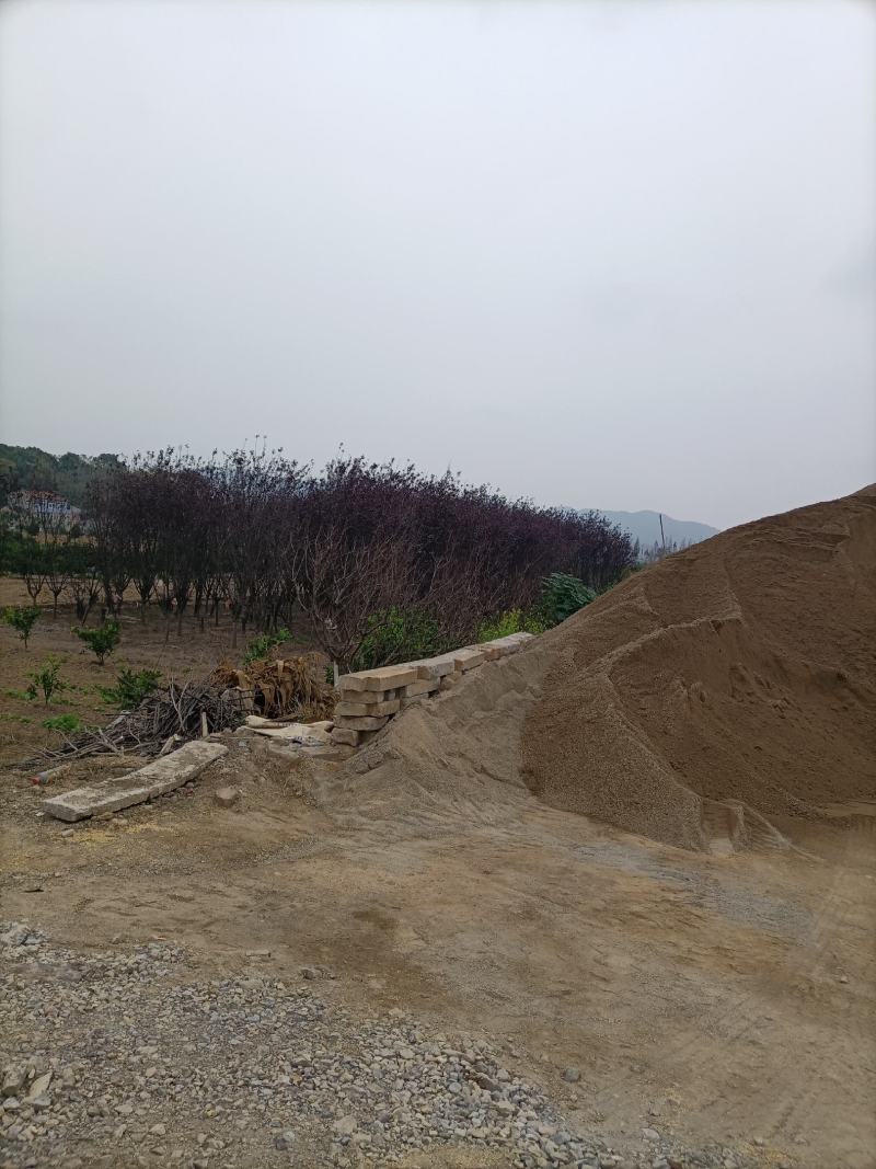 红叶李