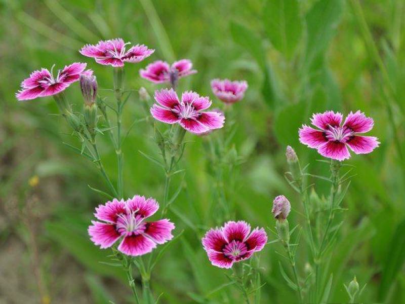 常夏石竹苗