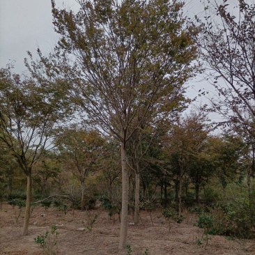 榉树