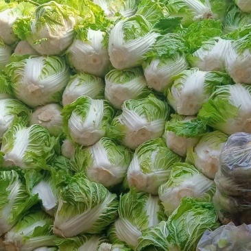 河南淮阳鸡腿白菜大量供应中，诚信合作，用心经营，顾客至上