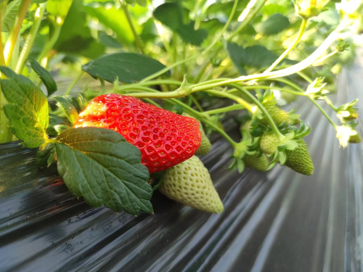 一颗饱满鲜红的奶油草莓,表面覆盖细密金黄色种子,果蒂翠绿完整,背景为自然光下的田园农场环境,突出其新鲜采摘状态 奶油草莓特写