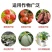 鲁丰颗粒硼保花保果籽粒饱满提高开花坐果率