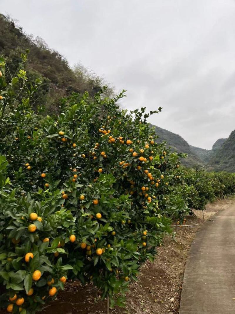 产地直供，热销八月桔