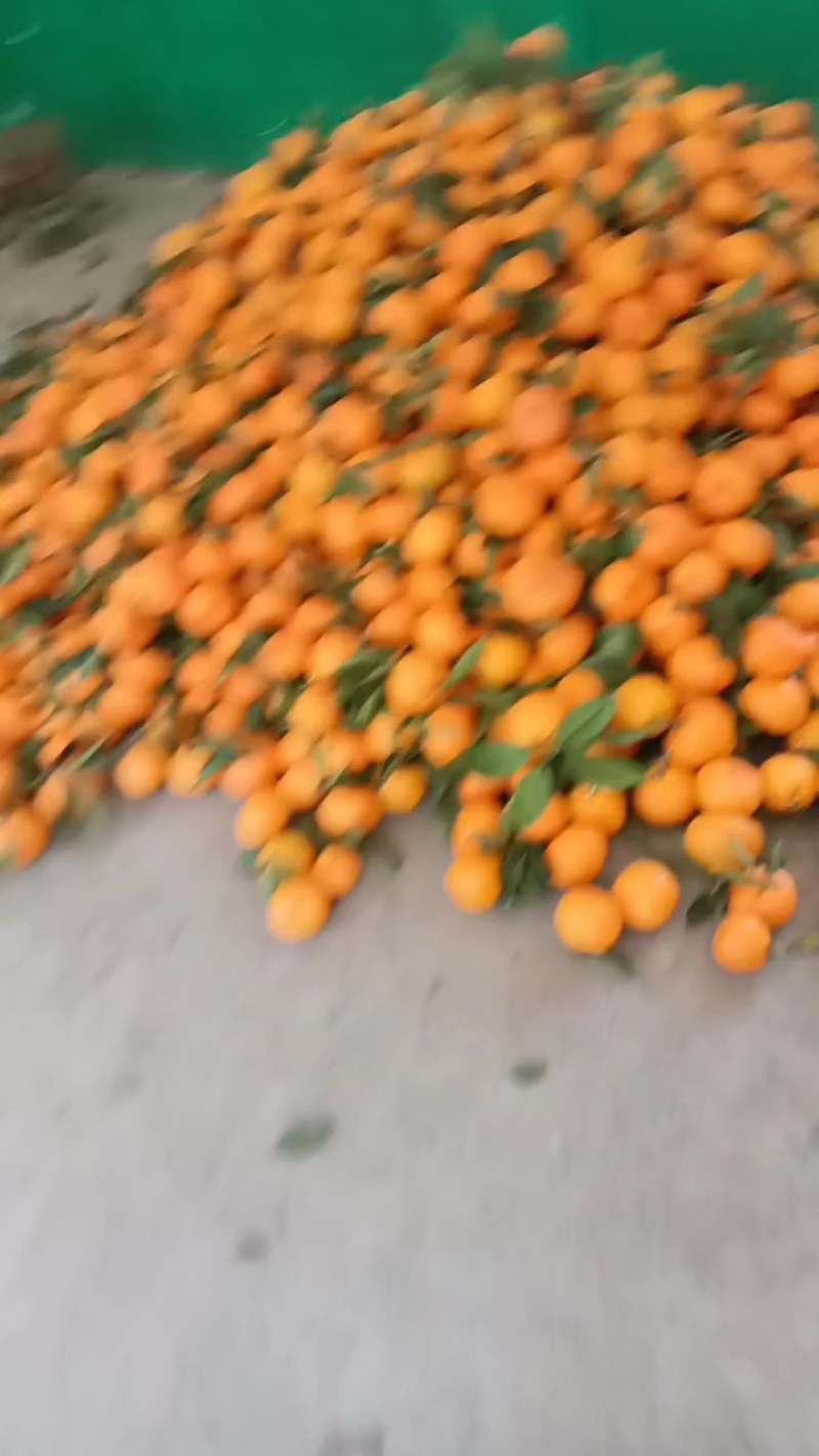 汉中蜜橘香甜口可口，皮薄肉嫩无核无渣果面干净欢迎选购，