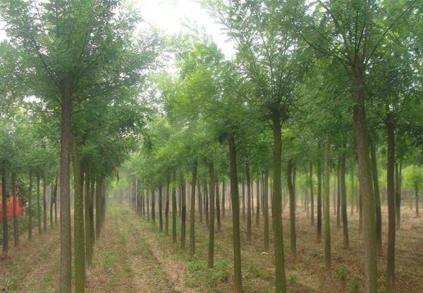 6公分国槐整齐地种植在城市道路两侧,形成绿色廊道,树冠茂密,绿化效果显著 6公分国槐在城市道路绿化中的应用