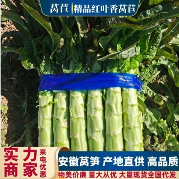 【推荐】莴苣宿州尖叶香莴笋一手货源质量保证量大从优欢迎采