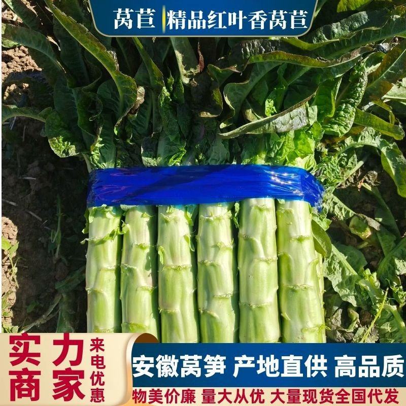 【推荐】莴苣宿州尖叶香莴笋一手货源质量保证量大从优欢迎采