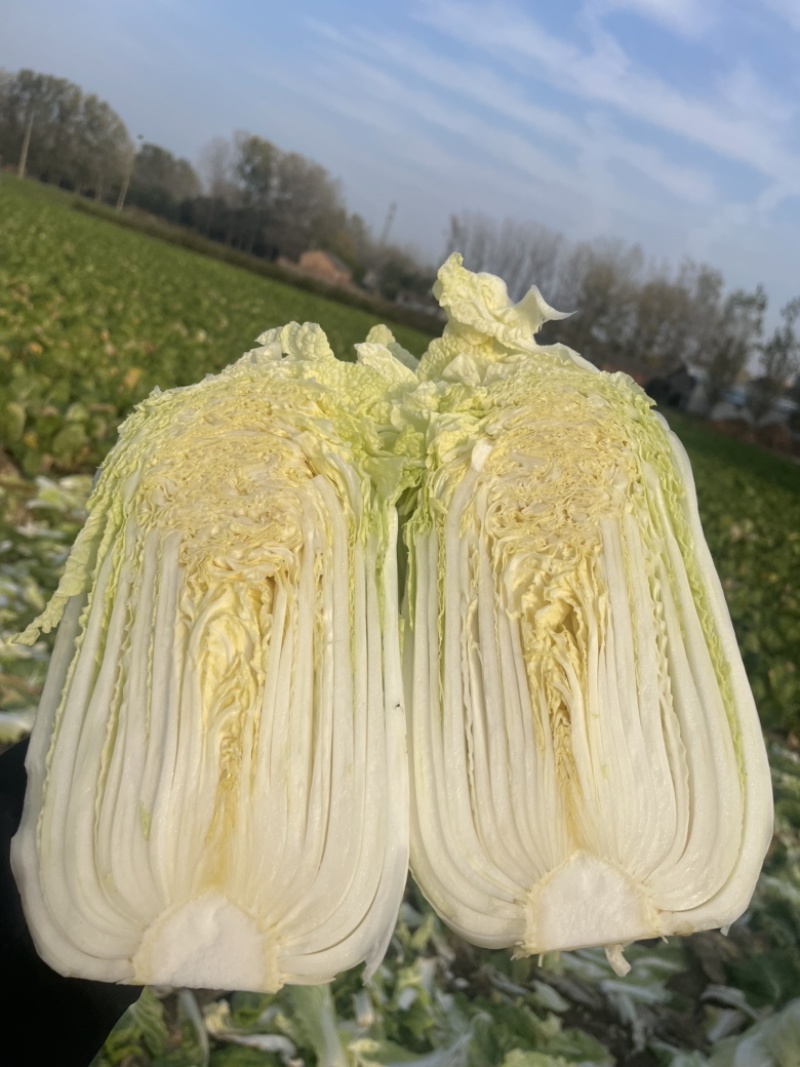 【精品】大小娃娃菜基地、品质优越，一手货源，现货供应