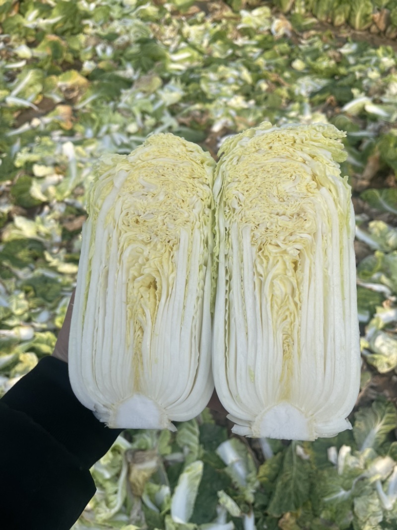 【精品】大小娃娃菜基地、品质优越，一手货源，现货供应