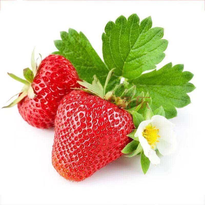 淡雪草莓，牛奶草莓，红草莓，