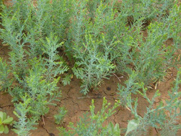 图片说明:一株健康的侧柏幼苗,展示其完整的根系结构和健壮的茎干,根部包裹湿润苔藓以保持水分,背景为育苗基地温室环境 侧柏优质苗木示意图