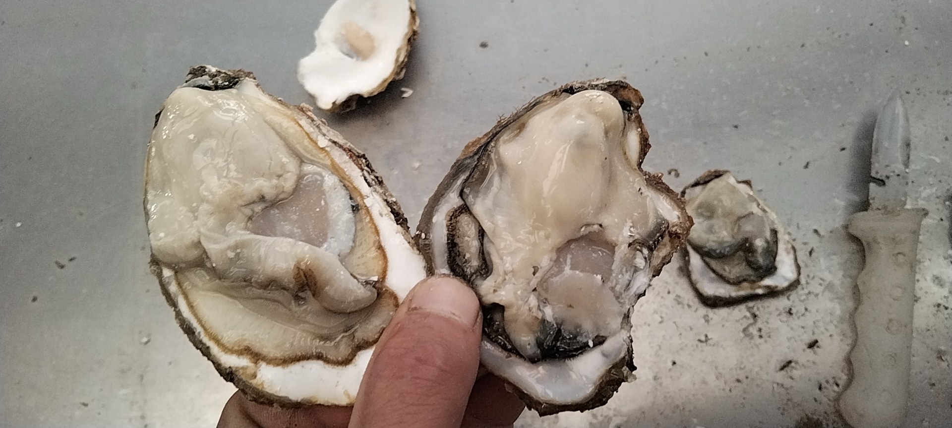 生蚝在盘中的特写