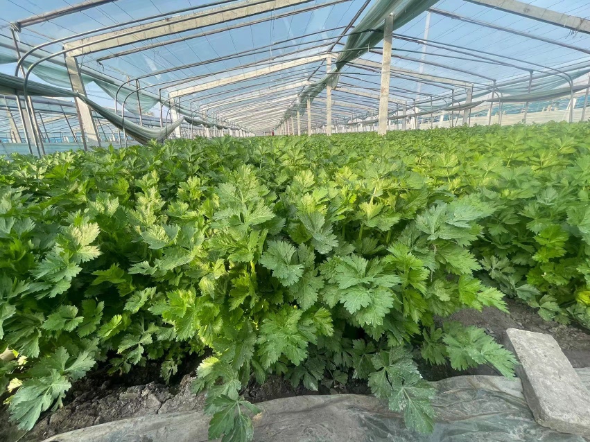 芹菜幼苗在遮阳网下的生长状态