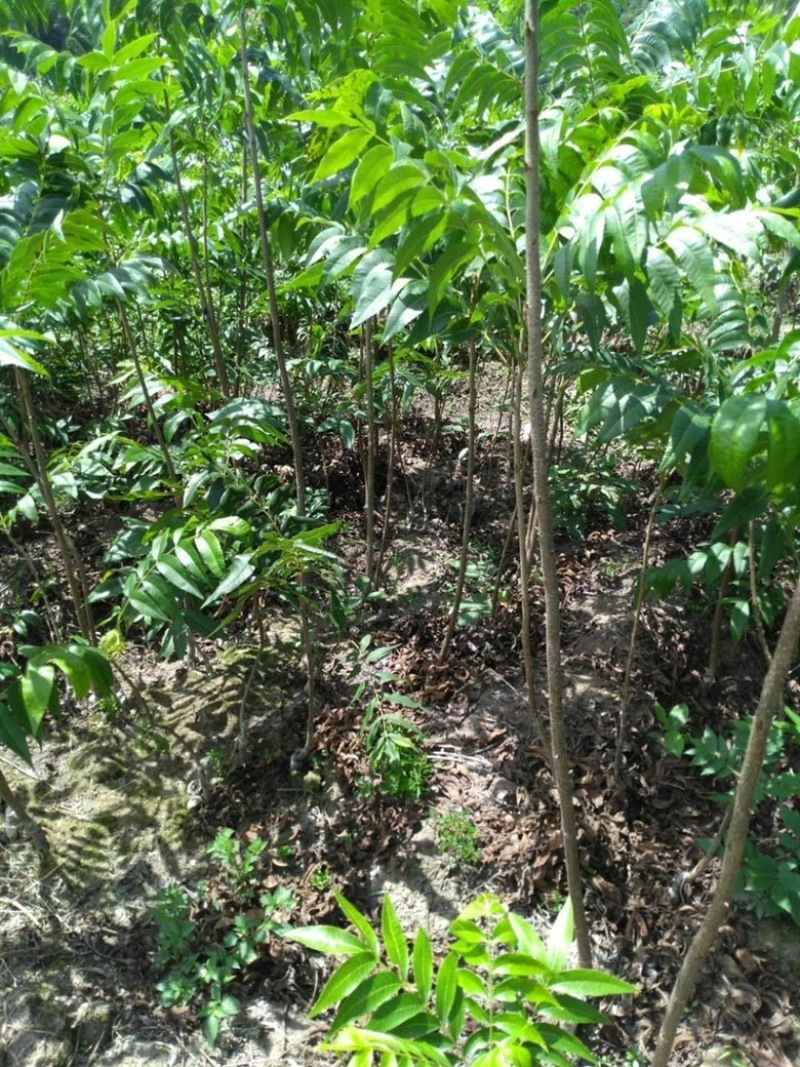 碧根果苗，基地直发品种保证包成活包指导欢迎咨询订购