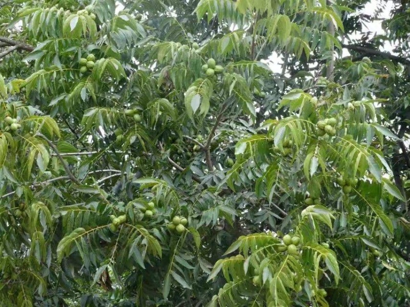 碧根果苗，基地直发品种保证包成活包指导欢迎咨询订购