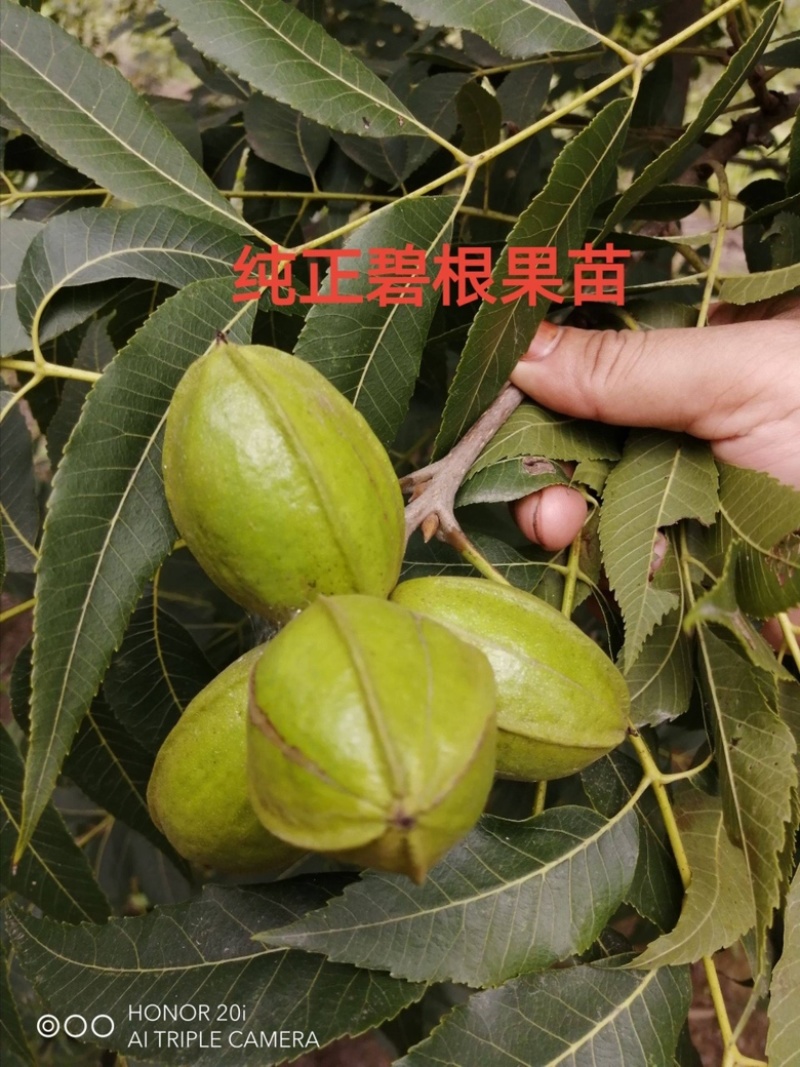 碧根果苗，基地直发品种保证包成活包指导欢迎咨询订购