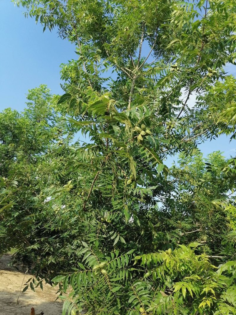 碧根果苗，基地直发品种保证包成活包指导欢迎咨询订购