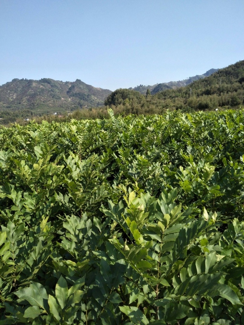 碧根果苗，基地直发品种保证包成活包指导欢迎咨询订购