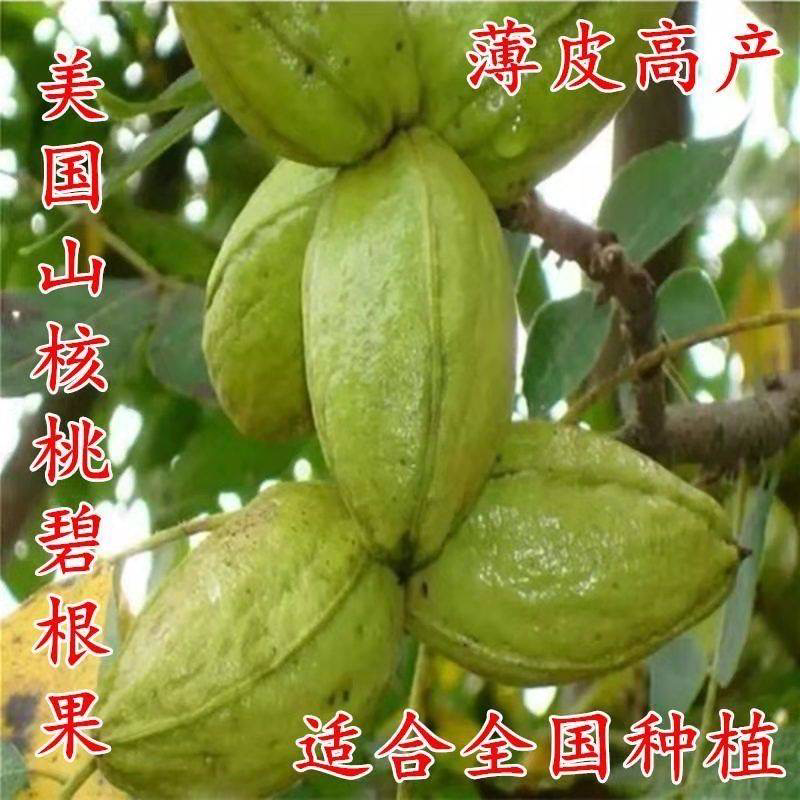 碧根果苗，基地直发品种保证包成活包指导欢迎咨询订购