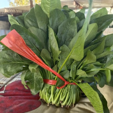 优质大棚菠菜，精品菠菜，量大价优