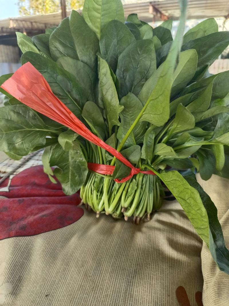 优质大棚菠菜，精品菠菜，量大价优