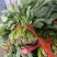 优质大棚菠菜，精品菠菜，量大价优