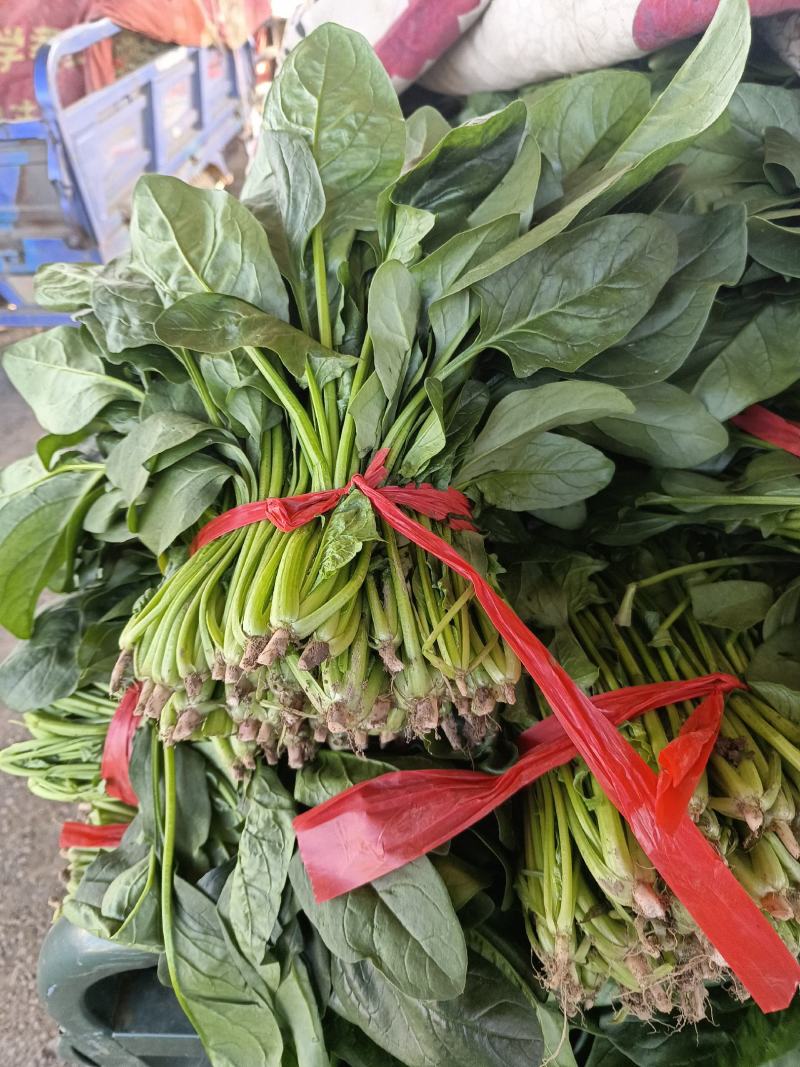 优质大棚菠菜，精品菠菜，量大价优
