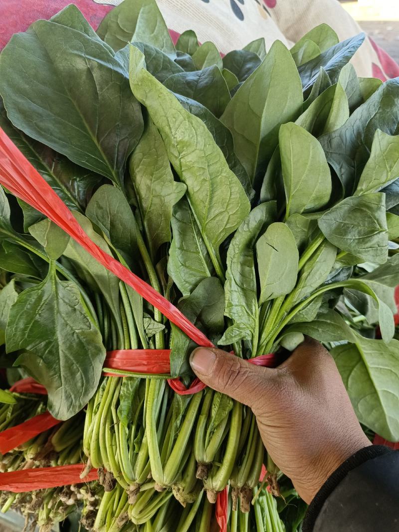 优质大棚菠菜，精品菠菜，量大价优