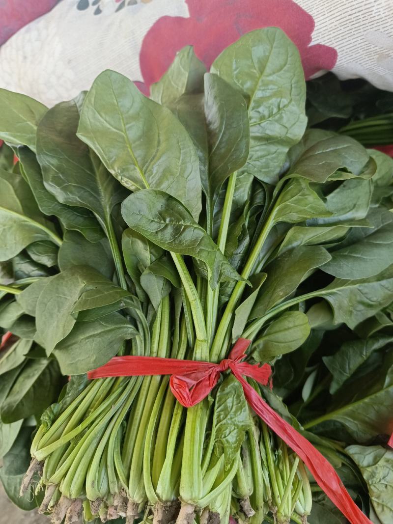 优质大棚菠菜，精品菠菜，量大价优