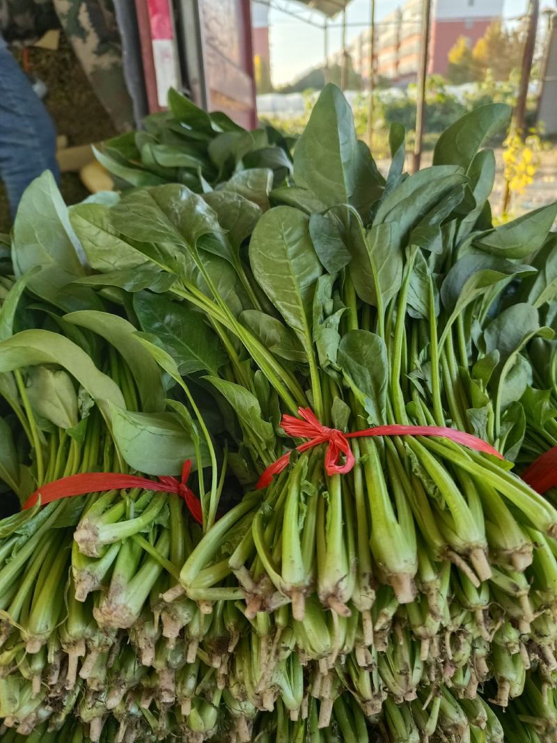 优质大棚菠菜，精品菠菜，量大价优