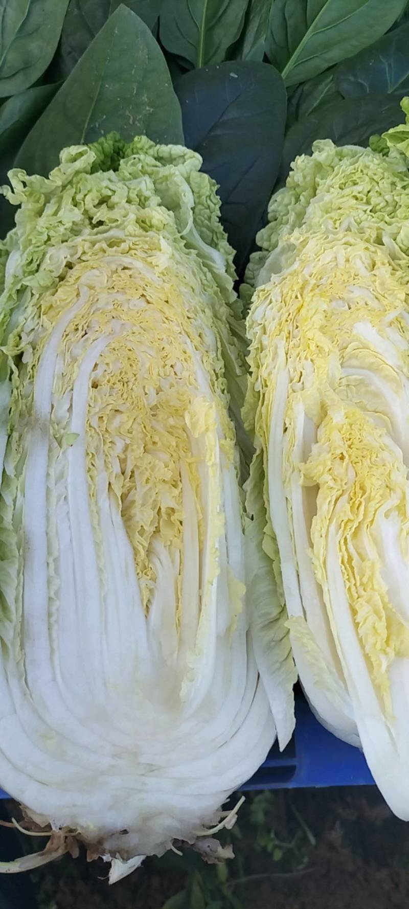 娃娃菜