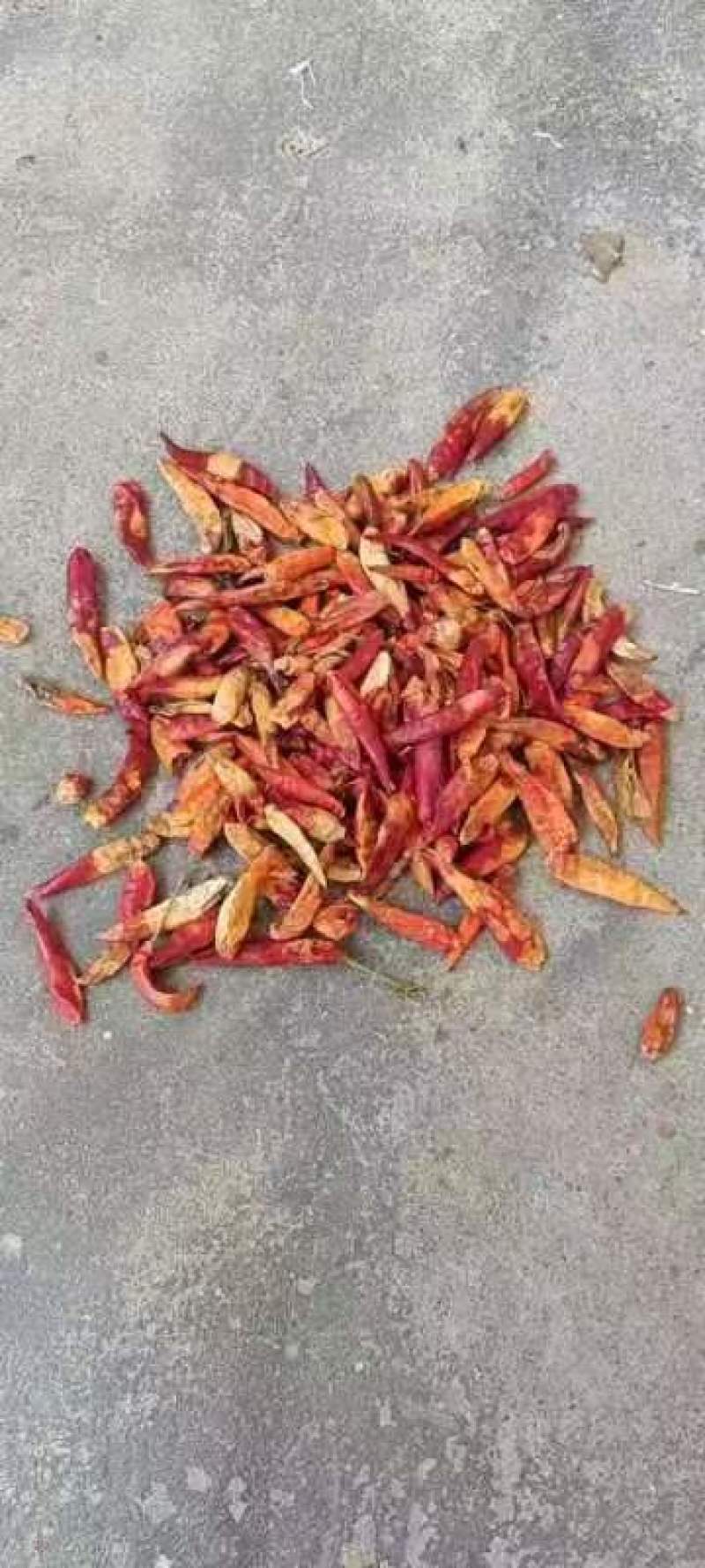 三英椒花皮，干度好，库内花皮库外都有货
