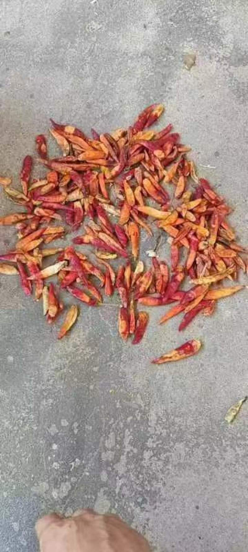 三英椒花皮，干度好，库内花皮库外都有货