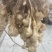 山东新鲜洋姜鬼子姜、菊芋、白皮洋姜每天现挖，量大优惠