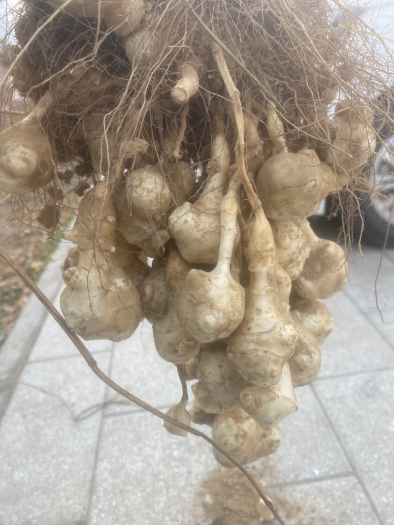 山东新鲜洋姜鬼子姜、菊芋、白皮洋姜每天现挖，量大优惠