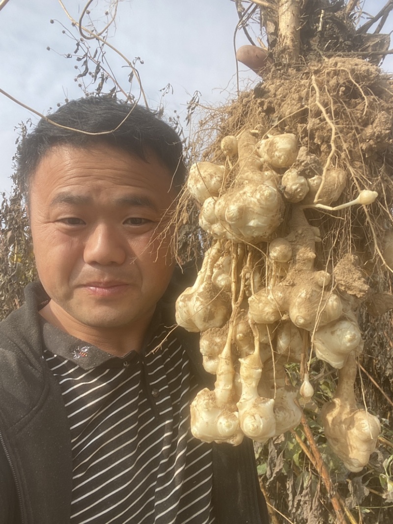 山东新鲜洋姜鬼子姜、菊芋、白皮洋姜每天现挖，量大优惠