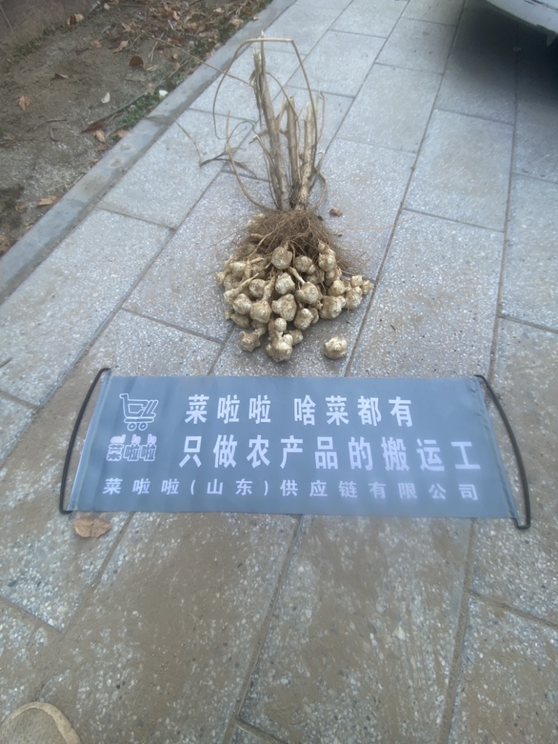 山东新鲜洋姜鬼子姜、菊芋、白皮洋姜每天现挖，量大优惠