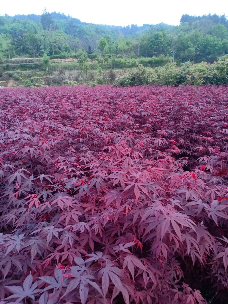 三季红红枫，红枫苗