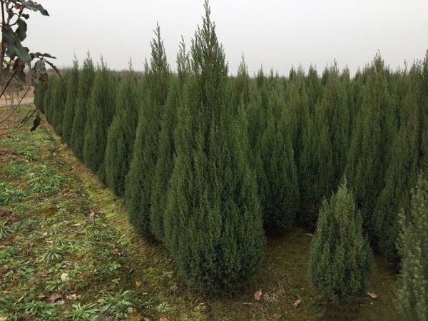 龙柏与侧柏形态对比图