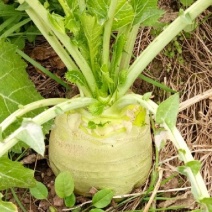 大头菜大量上市有需要老板来电基地直供