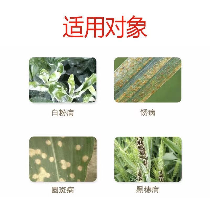 剑牌15%三唑酮杀菌剂40克