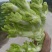 四川精品儿菜