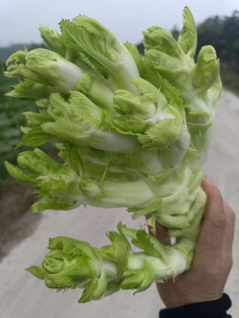 四川精品儿菜