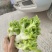 四川精品儿菜