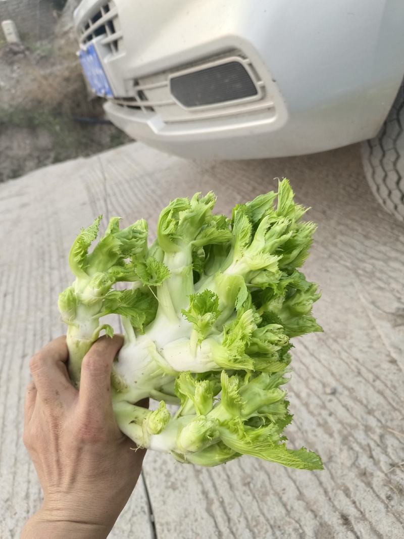 四川精品儿菜