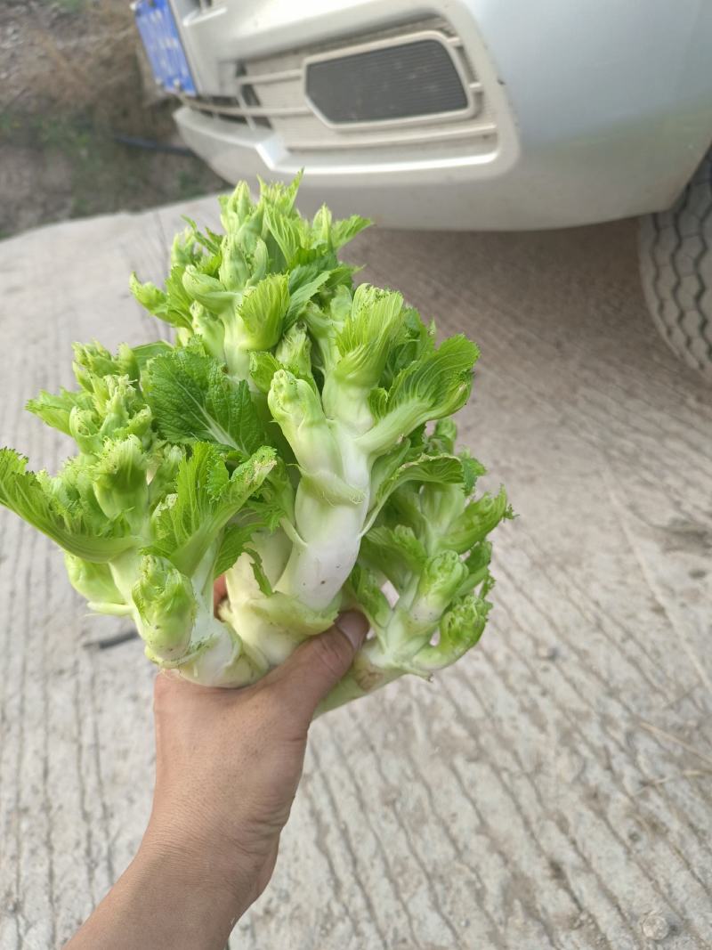四川精品儿菜