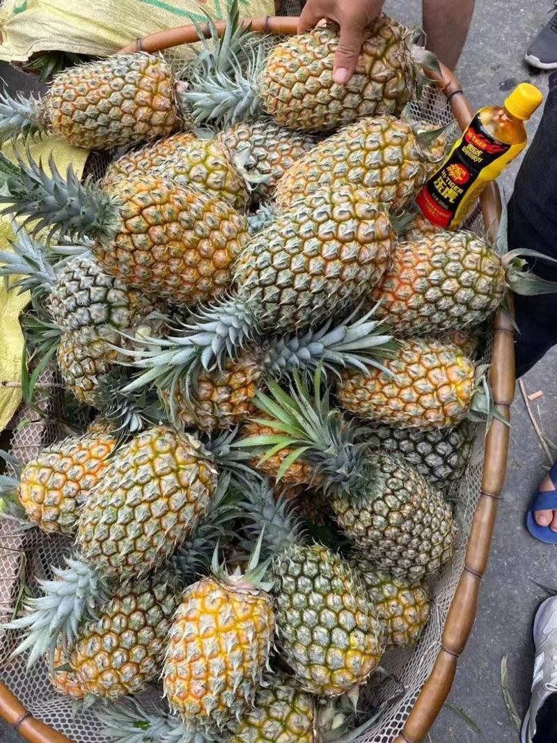 【实力】云南香水菠萝，精品菠萝，小菠萝，电商团购整车发货