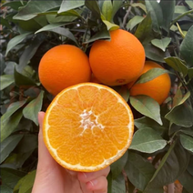 【精选】秭归脐橙货源充足价格橙子品种齐全欢迎选购