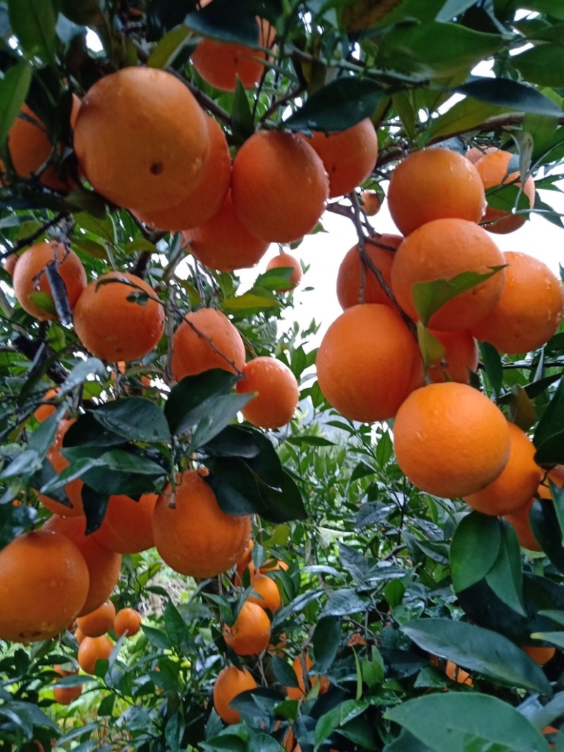 精选纽荷尔脐橙湖北脐橙现摘现发口感好水分足对接全国市场