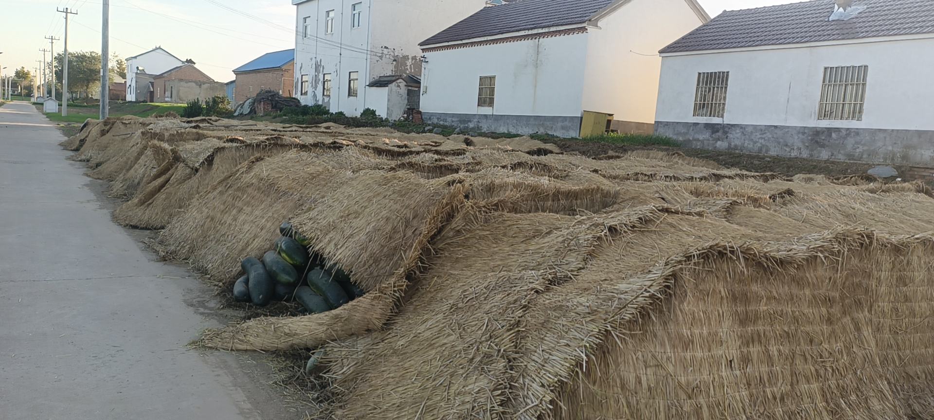 木瓜被埋在大米中